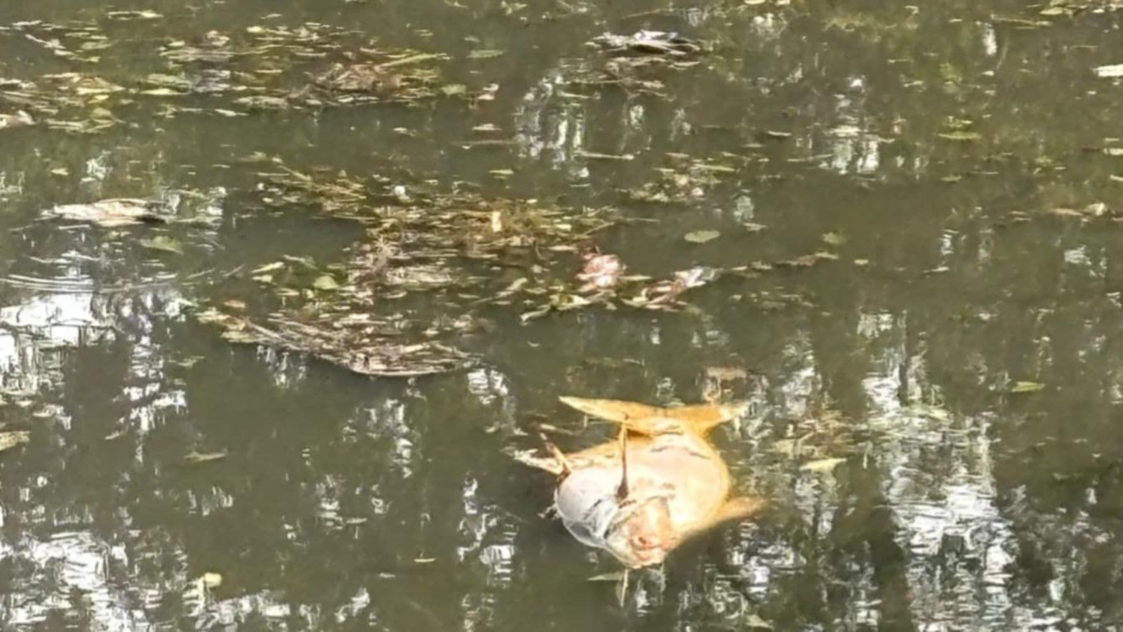 Dead fish float in pond in Bengaluru’s Cubbon Park; activists blame drainage from Chinnaswamy Stadium and BMRCL