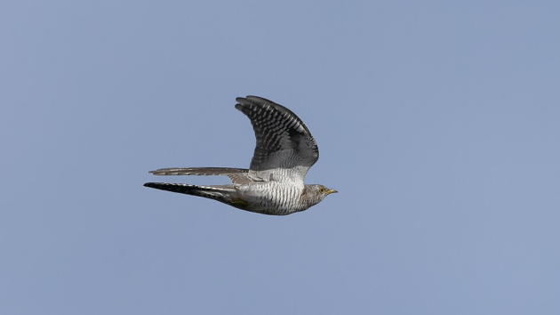 birds