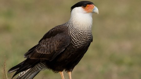 Dutch scientist searching for Darwin’s caracara identified as ‘patient zero’ in deadly hantavirus outbreak