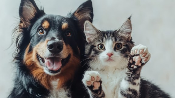 Dog 1