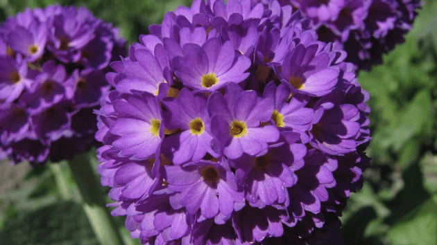flowers