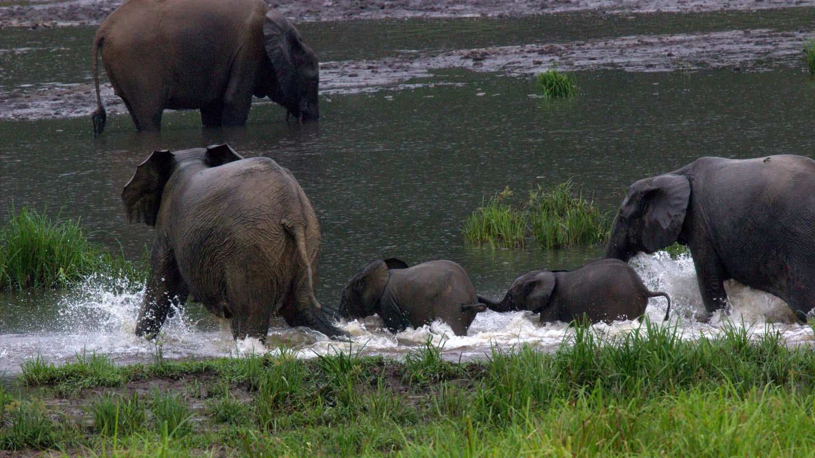 elephants