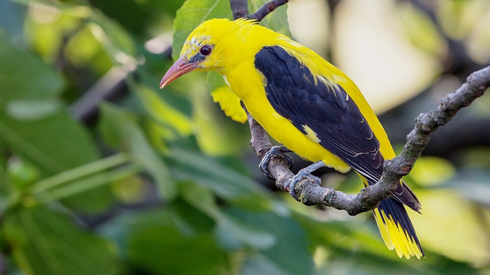 Summer birds of India: Species you’re likely to spot this season