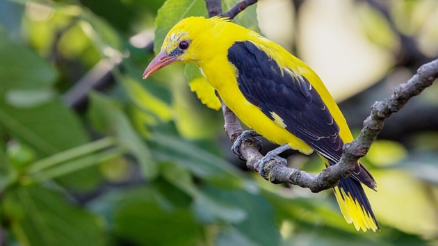 birds