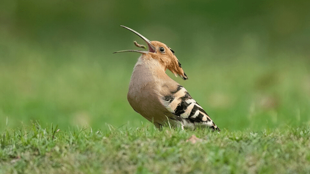 birds
