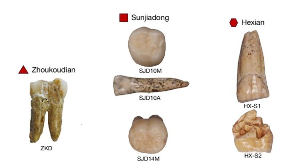 The six Homo erectus teeth samples from Chinese sites used in the study by Institute of Vertebrate Paleontology and Paleoanthropology (IVPP)