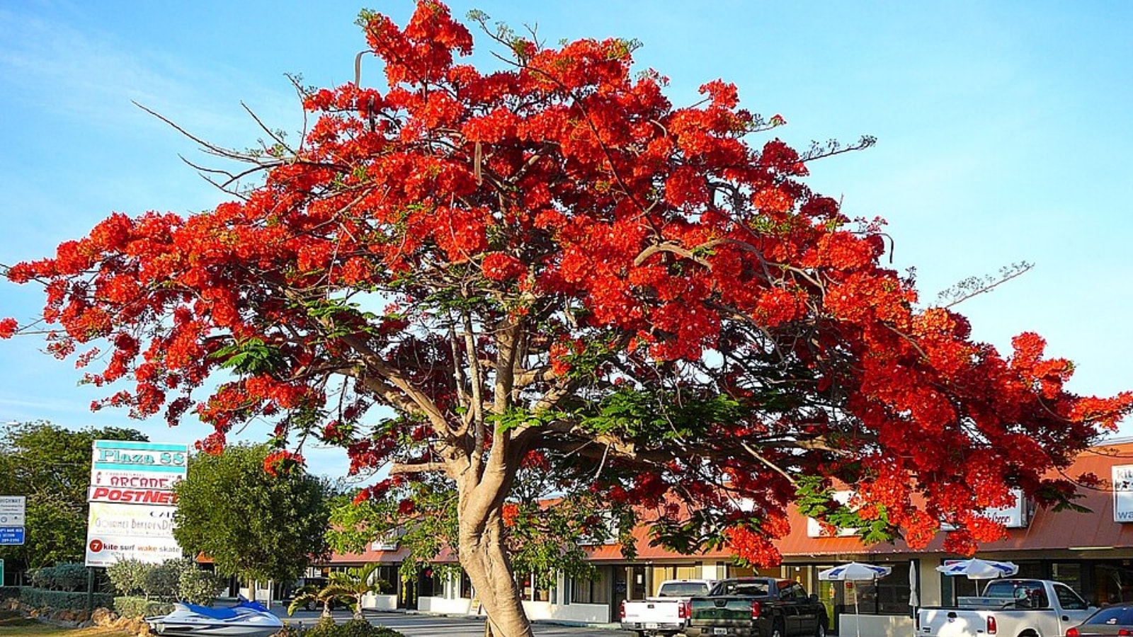 Gulmohar to Papaya: Five ‘Indian’ plants that actually came from abroad