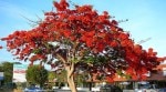 A gulmohar tree