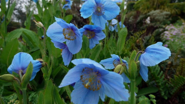 flowers