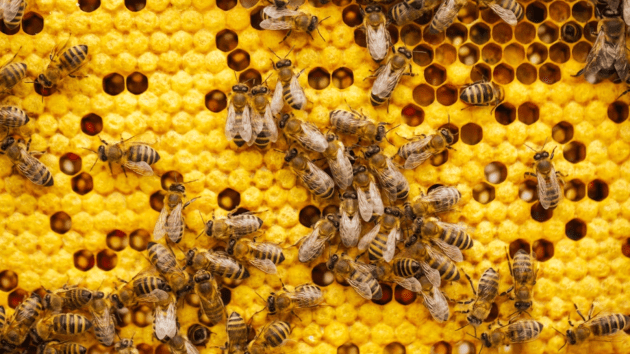 bees