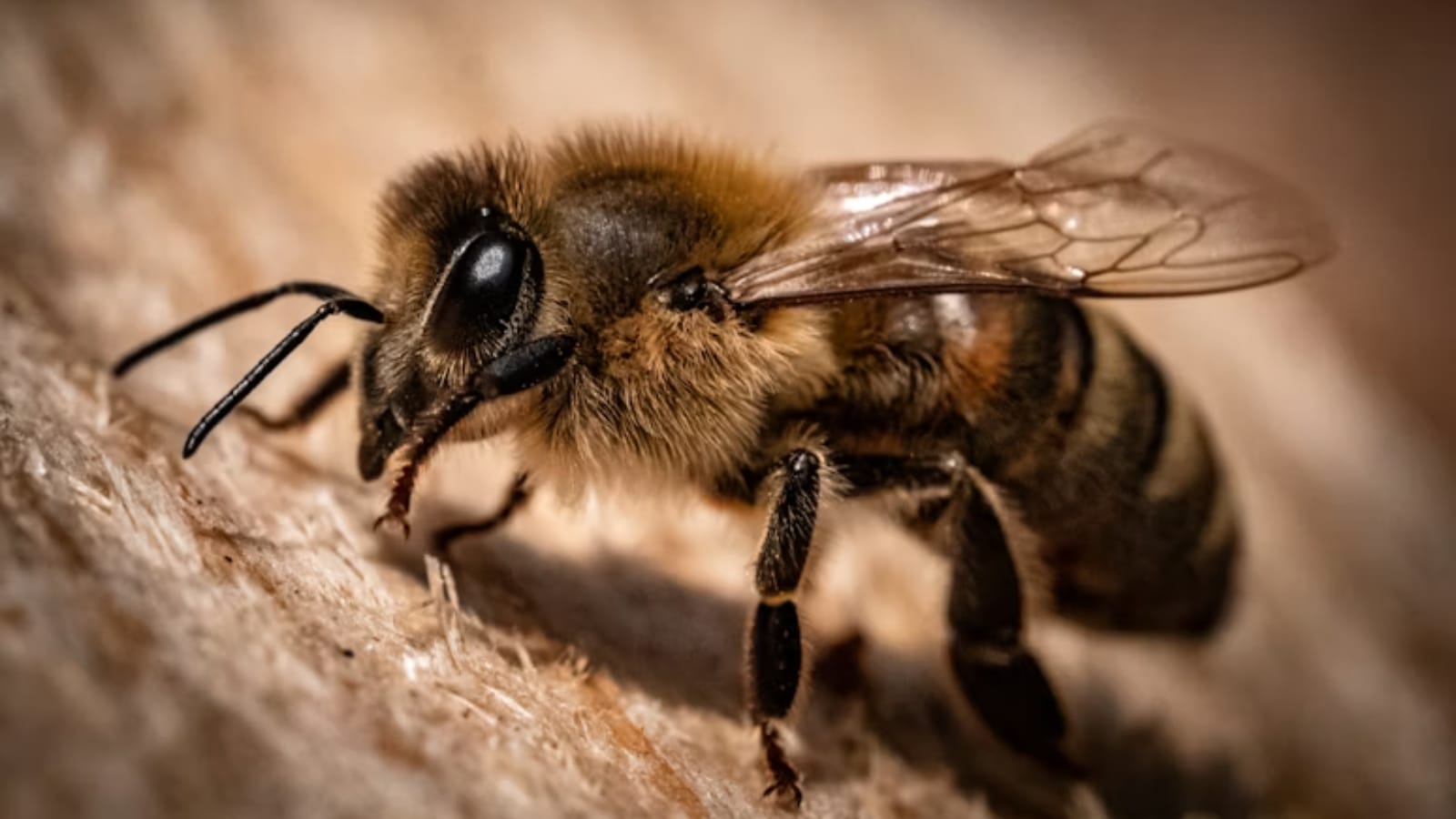 The invisible farmer: Why bees matter more than you think