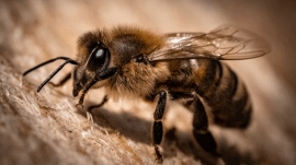 World Bee Day, Bee Together, for People and the Planet, Why bees matter, bees matter, Why bees matter more than you think, Pune news, Pune, Maharashtra news, Indian express, current affairs