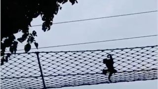 Assam ape