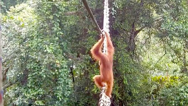 Indonesia ape
