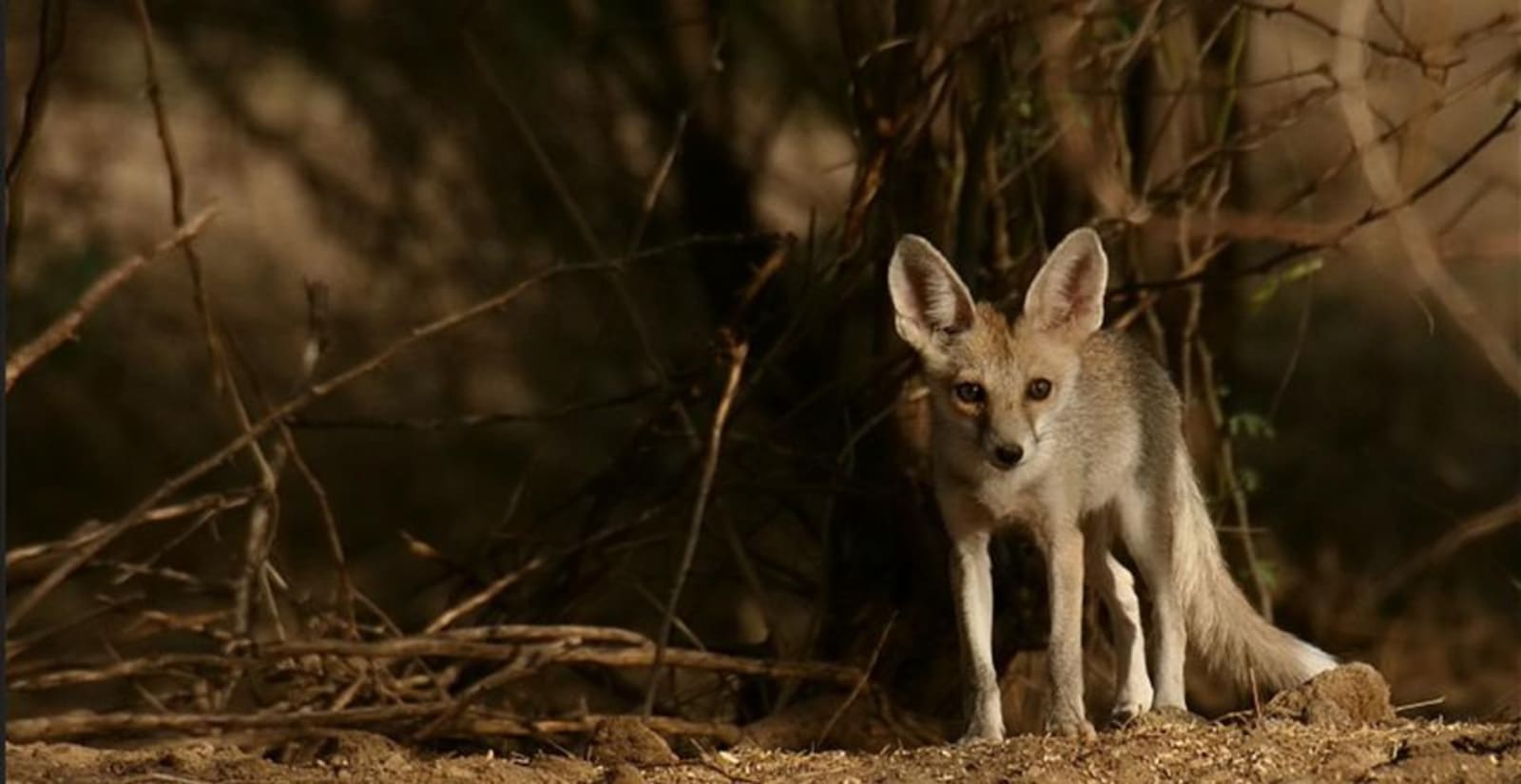 Indian Fox