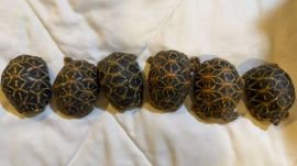Pune wildlife trafficking Indian star tortoises