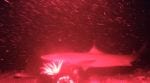 Indonesian Houndshark