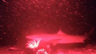 Indonesian Houndshark