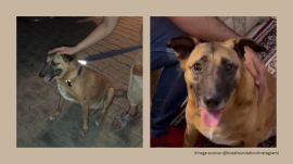 Kaddu airport stray dog found