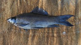 Karnataka new fish species, Cauvery fish,