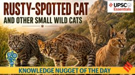 Knowledge Nugget: Rusty-Spotted Cat igshted in Aravallis: Why it matters and which small wild Cats are found in India