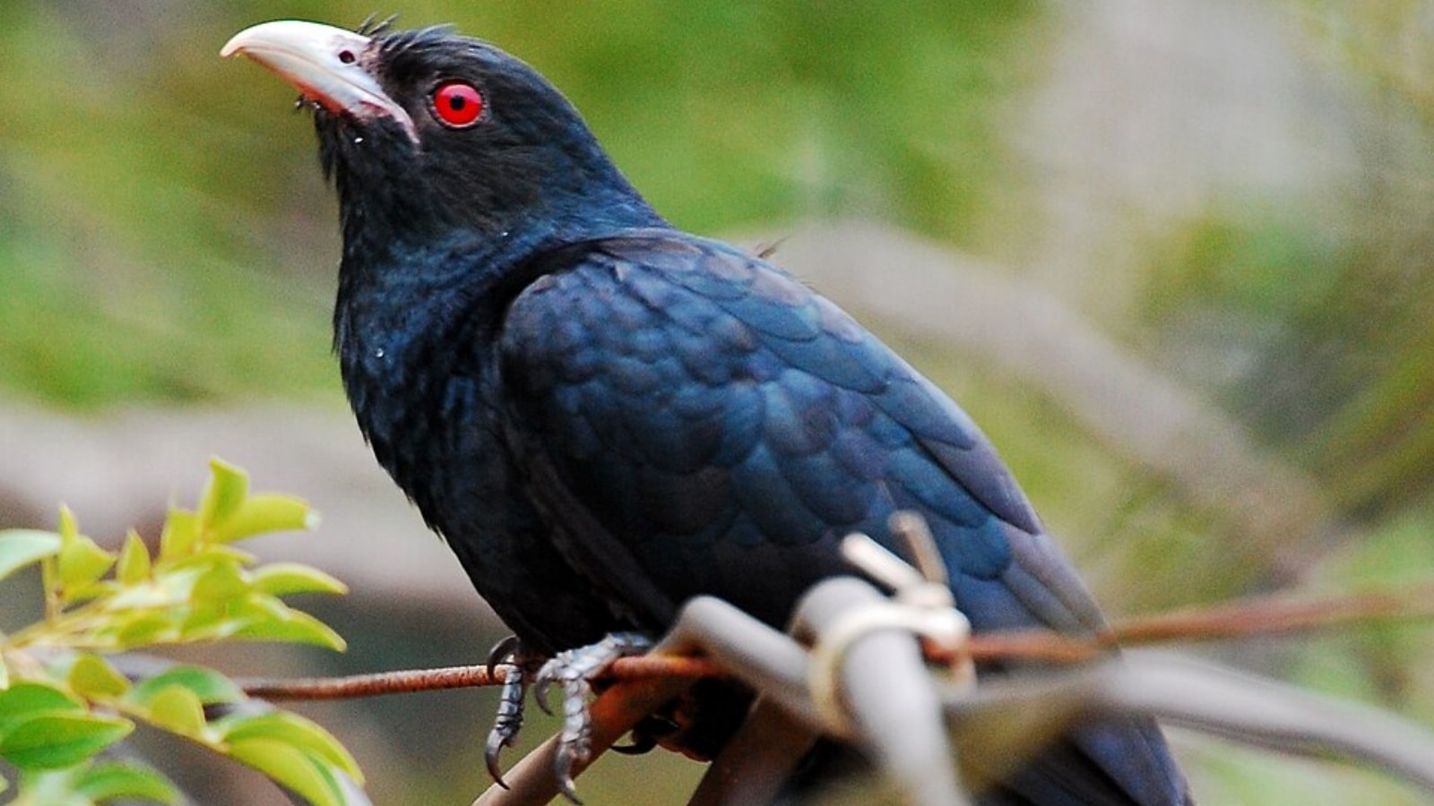 7 bird species you are likely to spot in India this summer