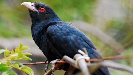 Asian Koel