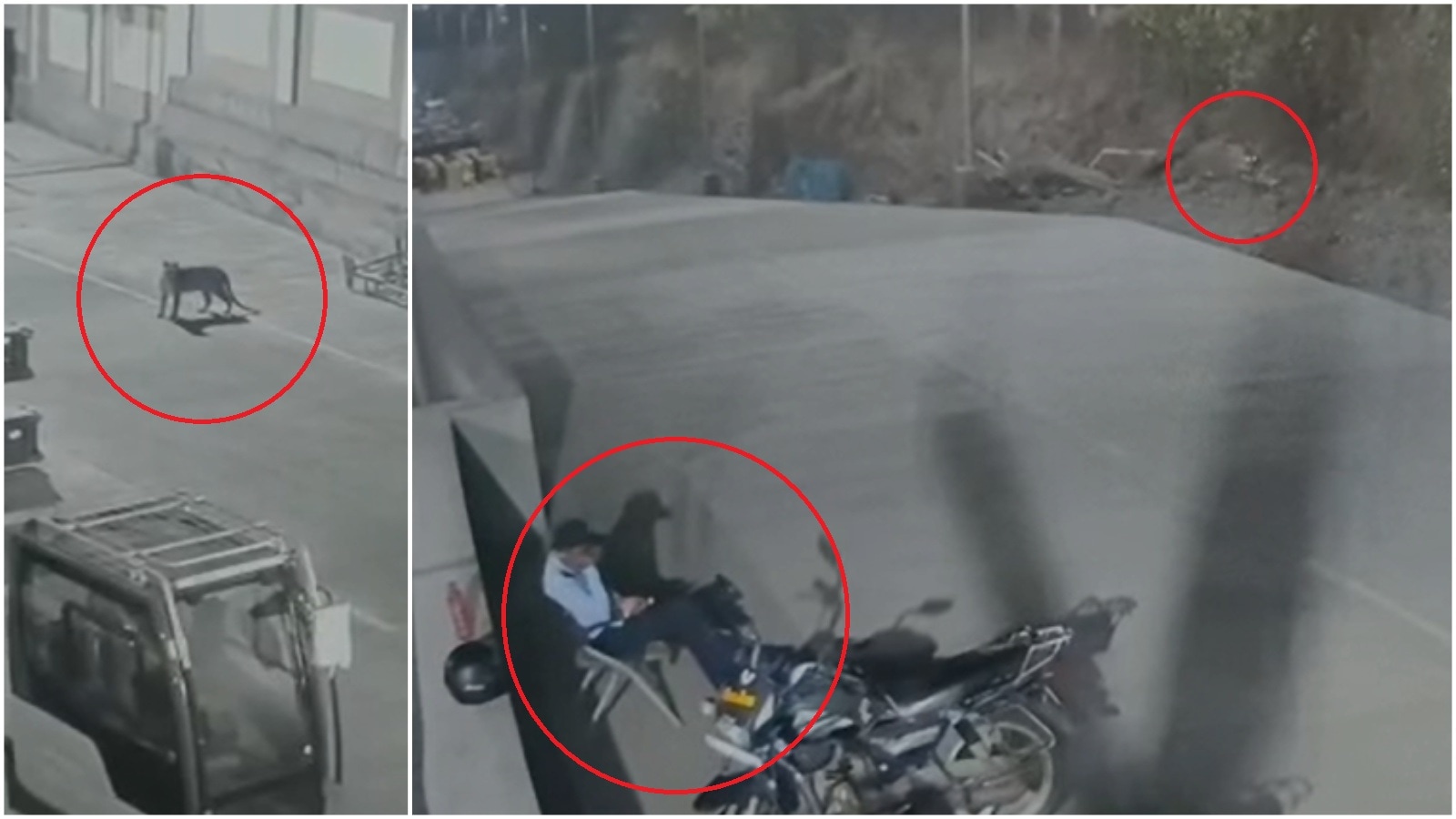 Now, leopard spotted near Mercedes Benz plant in Pune’s Chakan