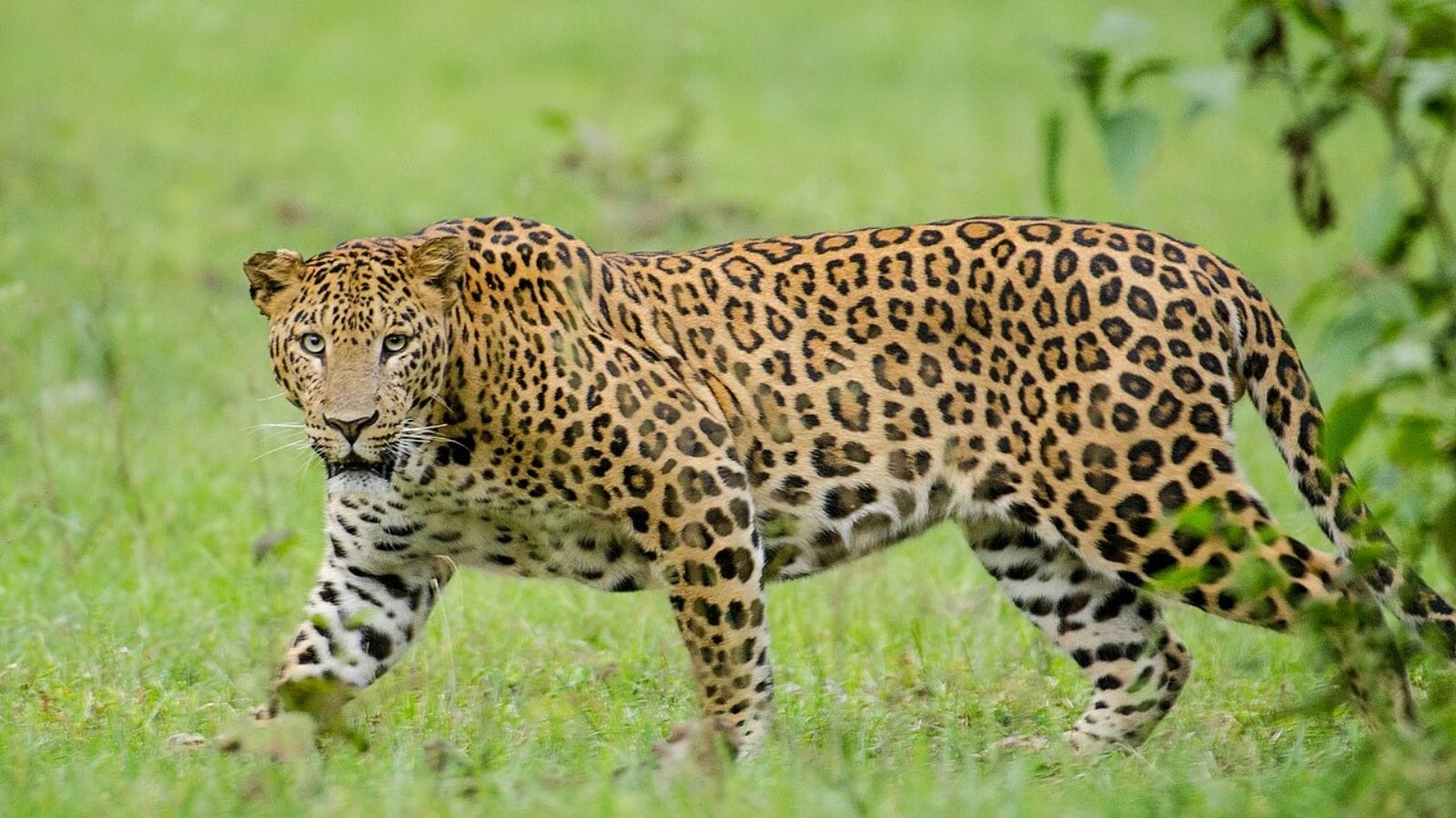 Leopard corridor in Delhi? New plan proposes major overhaul for Asola Bhatti