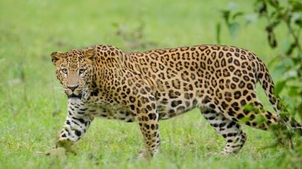 Asola Bhatti Wildlife Sanctuary management plan