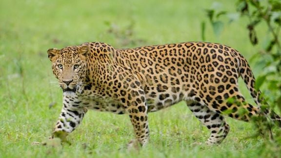 Asola Bhatti Wildlife Sanctuary management plan