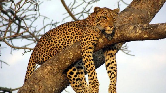 animals
