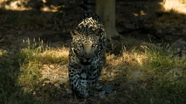 animals