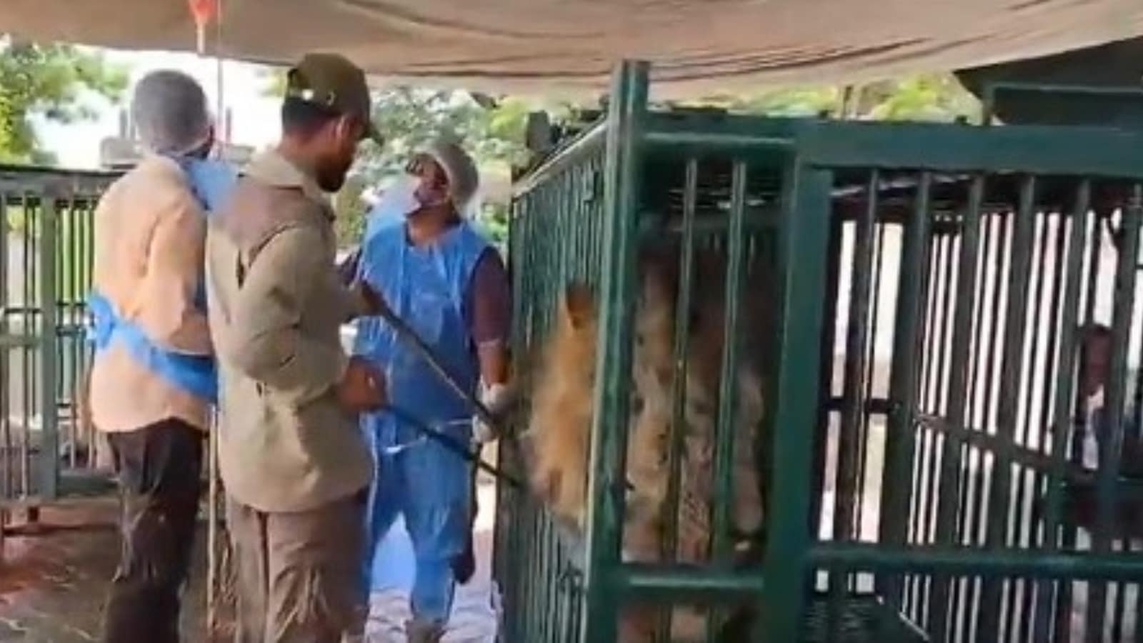 Gir Somnath, Gir Somnath Babesia infection, Deaths of lion cubs, lion cubs deaths, Babesia infection, lion cubs Babesia infection, cubs Babesia infection, Babesia infection affected areas isolated, Ahmedabad news, Gujarat news, Indian express, current affairs