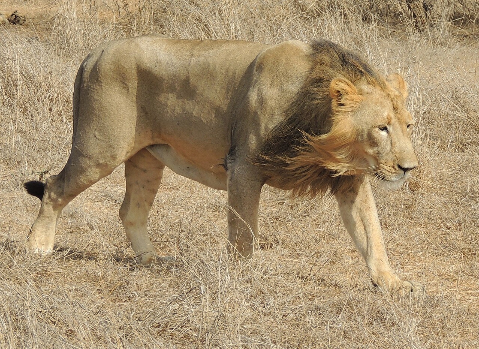 Asiatic Lion