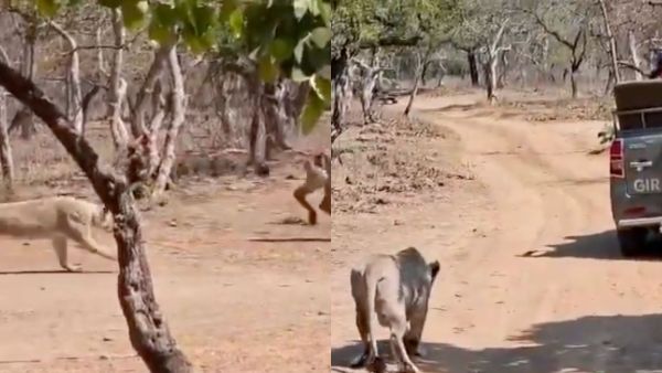 Gir National Park is home to 40 species of mammals and 425 species of birds