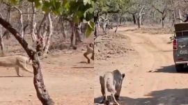 Gir National Park is home to 40 species of mammals and 425 species of birds