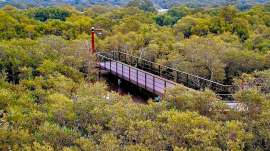 Mumbai mangrove park opening