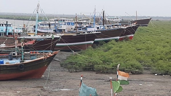 Mangroves at Salaya