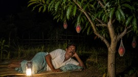 Miyazaki mango Odisha