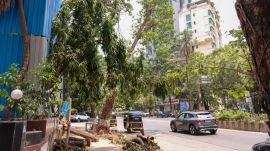 trees, mumbai, mumbai trees,