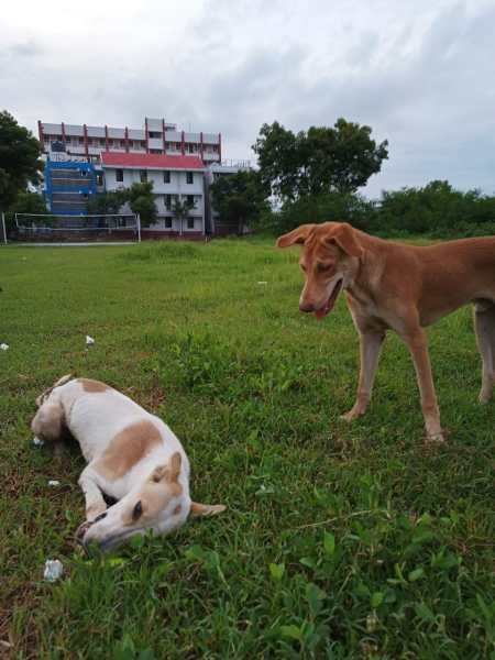 How law university’s stray dog initiative secured Supreme Court exception
