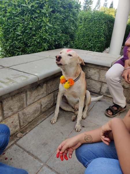  How law university’s stray dog initiative secured Supreme Court exception