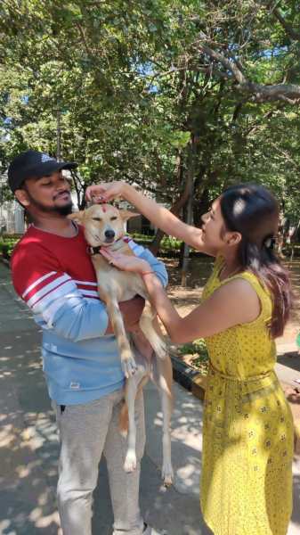  How law university’s stray dog initiative secured Supreme Court exception