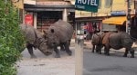 Nepal rhino fight video