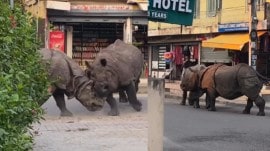Nepal rhino fight video