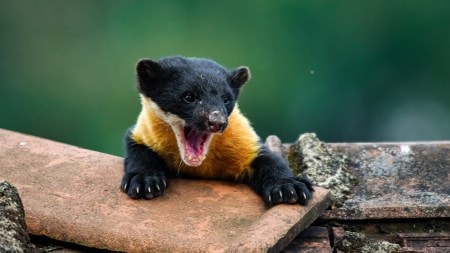 Nilgiri Marten