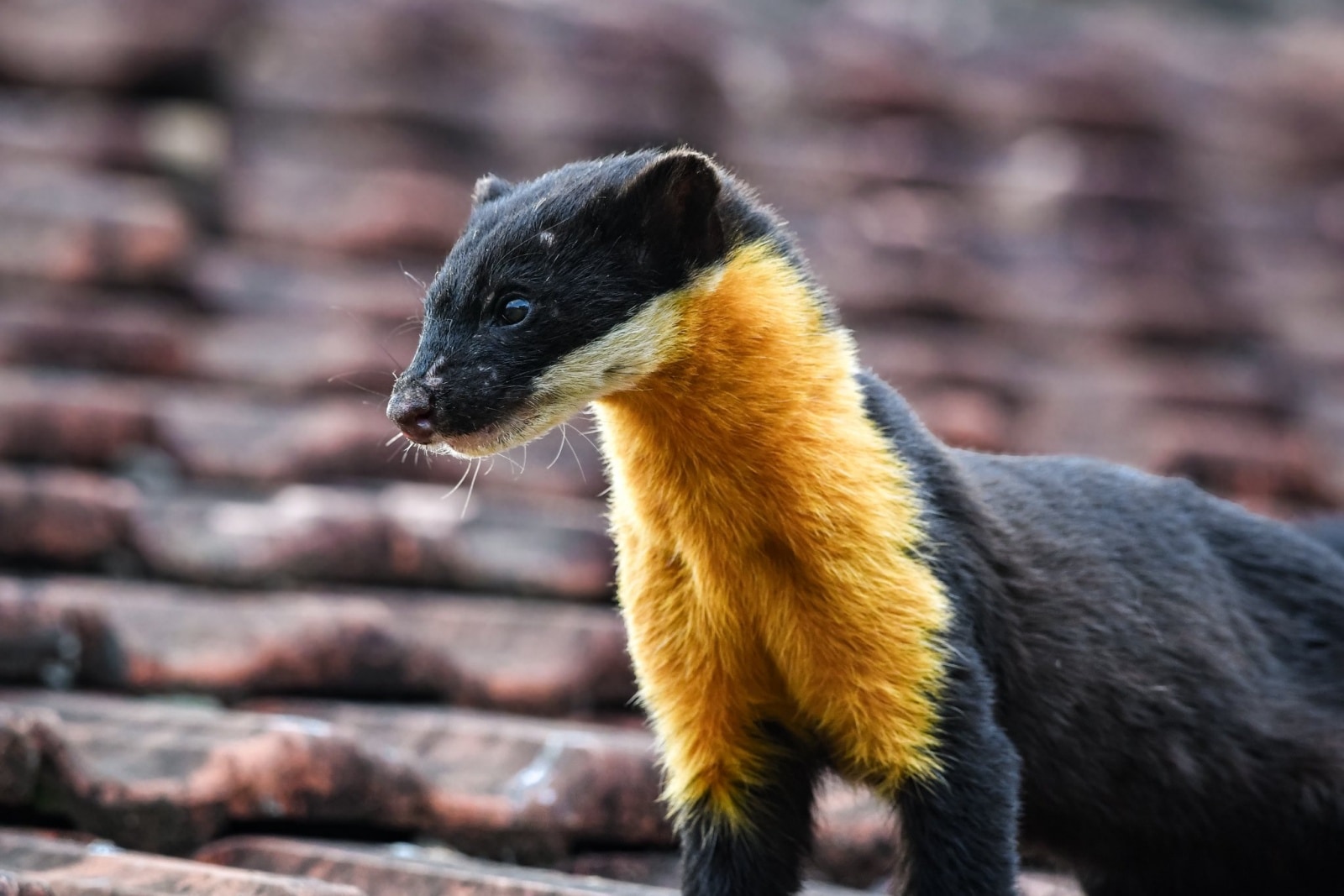 Nilgiri Marten