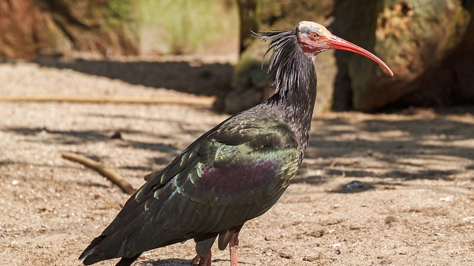 World Migratory Bird Day 2026: Birds with the Strangest Travel Habits