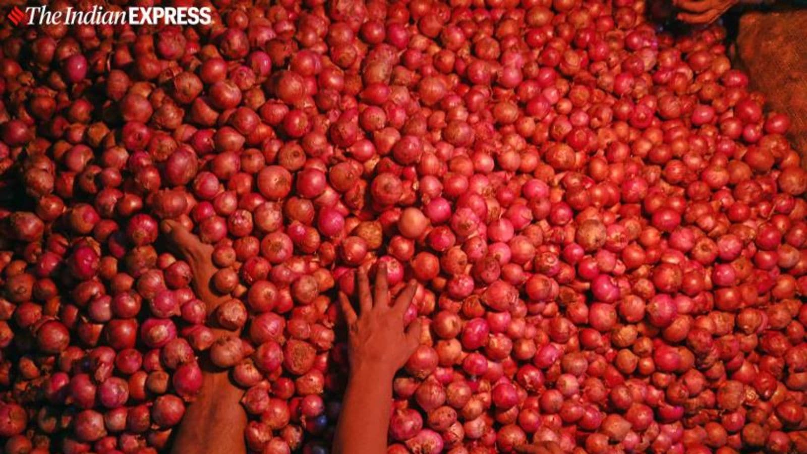 Centre to begin onion procurement today; 2 lakh tonne target set